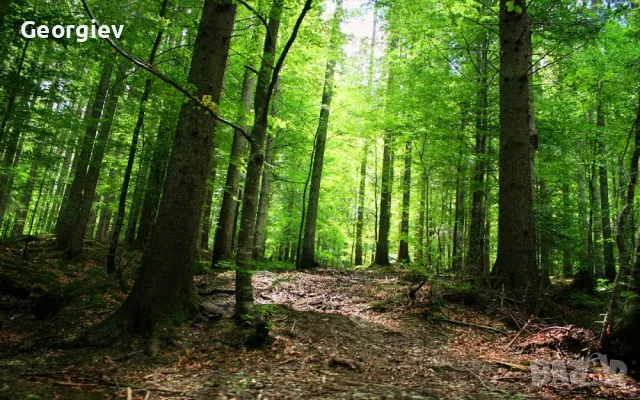 Продавам гори общ. Никопол!