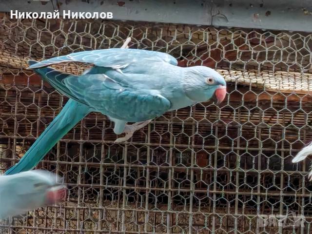 Малки александри, снимка 12 - Папагали - 51972524