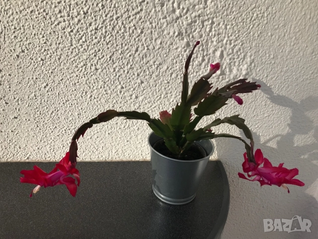 Коледниче в метална кашпа, снимка 4 - Стайни растения - 52731651