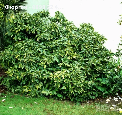 Аукуба -Aucuba, снимка 3 - Разсади - 52383880