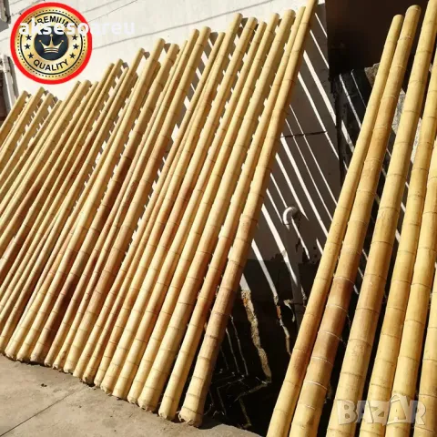 Семена бамбук Moso Bambo декоративни растения за дома и двора бамбуков разсад за декорация, снимка 18 - Сортови семена и луковици - 48995495