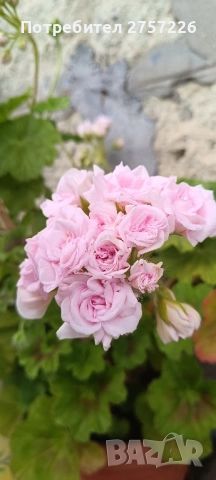 Millfield rose , снимка 7 - Стайни растения - 52510003