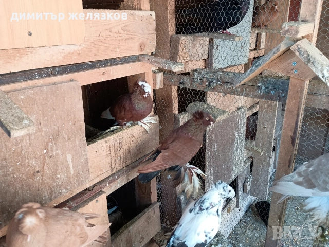 Гълъби демкежи, снимка 14 - Гълъби - 49071204