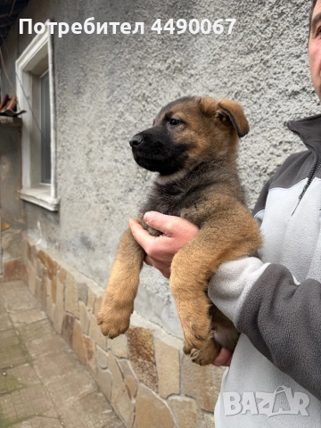 Немска овчарка - сивак, снимка 5 - Немска овчарка - 52977991