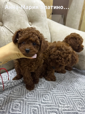 Той пудел момчета и момичета, снимка 5 - Пудели - 51889483