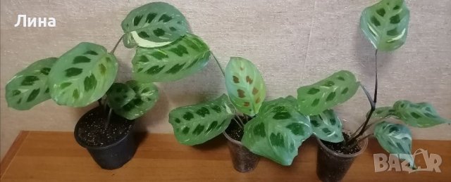 Маранта вариегатна/Maranta kerchoveana variegated /