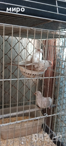 Шарени Диамантени гугутки!, снимка 14 - други­ - 51645799