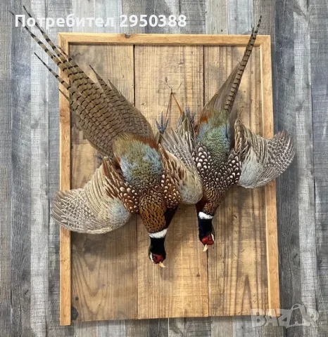 Препарирани фазани 