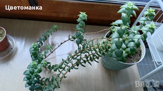Стайни цветя :), снимка 2 - Стайни растения - 56168685