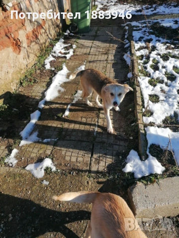 Подарявам кученца, снимка 6 - Други - 53578840