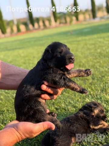 Чистокръвна немска овчарка, снимка 4 - Немска овчарка - 53094576