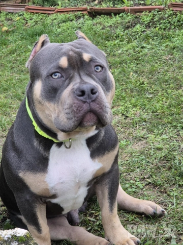 Американско Були (Лео), снимка 3 - Други - 52643138