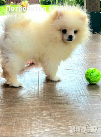 Продавам Померан, снимка 3 - Померан - 53501325