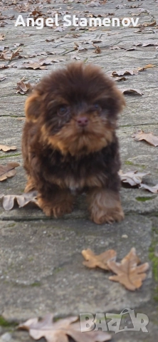 Йорки биро и шоко бивер супер мини размер момиченца!Доставка!, снимка 7 - Йоркширски териер - 52553248