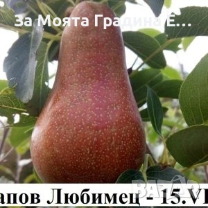 Круши, снимка 3 - Градински цветя и растения - 53618095