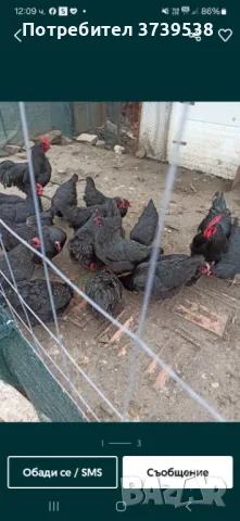 Яйца от Катунски кокошки и Черен Австралорп , снимка 2 - Други - 49405705