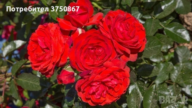 🌹 РОЗА 🌹 Scarlet BONICA® Meiscarlebo