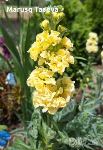 Шибой кичест , снимка 7 - Градински цветя и растения - 53818099