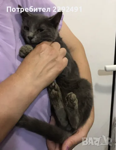 Синя Руска котка , снимка 3 - Руска синя котка - 55884093