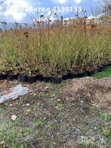 Боровинки сорт Дюк 3 годишни, снимка 3 - Разсади - 52829321