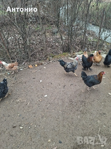 кокошки и петлета , снимка 2 - Кокошки и пуйки - 53131792