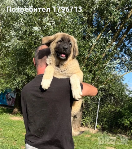 Кавказка овчарка