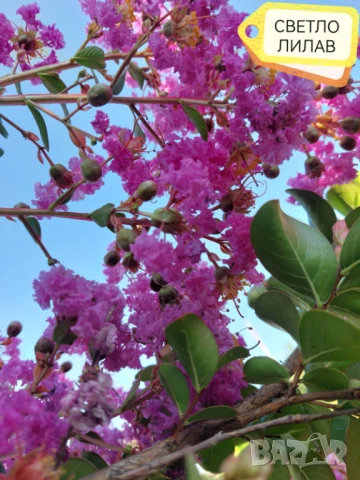 Продавам Индийски Люляк / Lagerstroemia Indica, снимка 5 - Други - 51319137