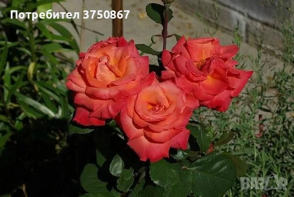 🌹РОЗА🌹 CHRISTOPHE COLOMB® Meironsse, снимка 3 - Градински цветя и растения - 53702368