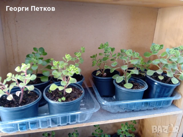 Дървото на Парите-Айхризон -около 10см., снимка 2 - Стайни растения - 50699165