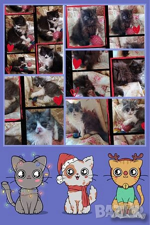  Ваксинирани персийски дългокосмести многоцветни принцове,с ЕС паспорт,микрочип домашни любимци!, снимка 8 - Други - 42172667