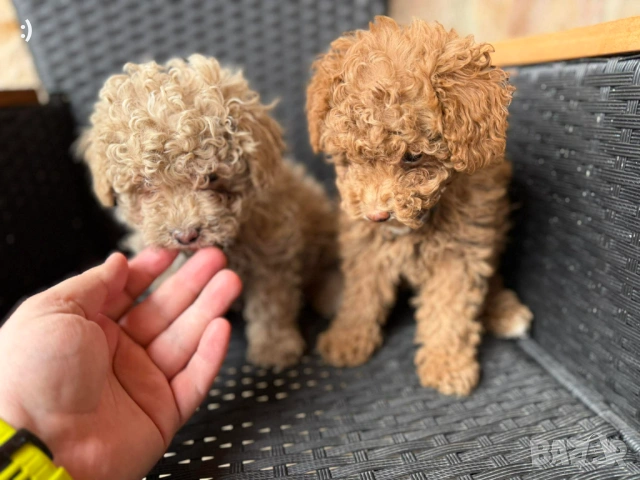 Мини Пудели Актуално от 27.2.2026, снимка 5 - Пудели - 53380316