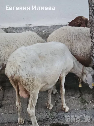 Продавам млечни коза и овца , и ярета за клане, снимка 2 - Кози - 56182534