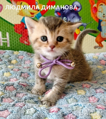 Шотландски златни чинчили. , снимка 2 - Британска късокосместа - 53387343