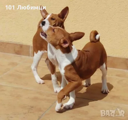 Басенджи кученца