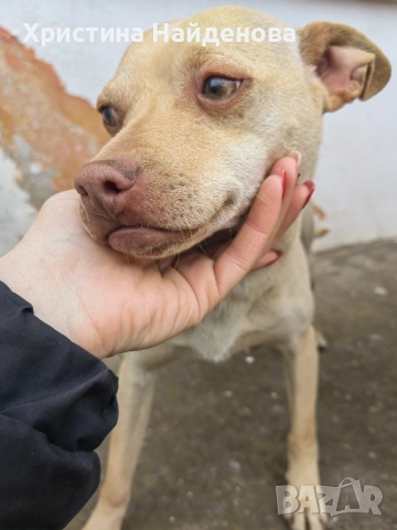 Мъжко Кученце