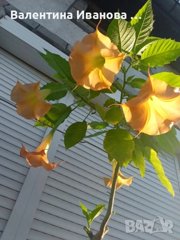комплект 3 бр ангелски тромпет , снимка 2 - Стайни растения - 52420549