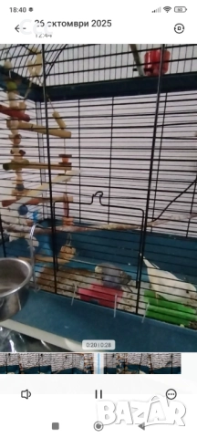 Вълнисти папагалчета с клетка, снимка 3 - Папагали - 52342252