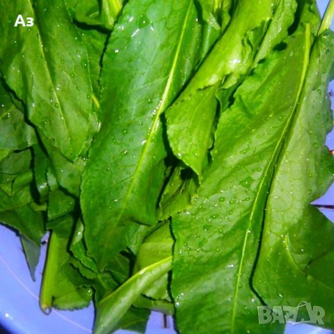 Продавам семена на растението Лапад – от сезон 2025 г., снимка 2 - Сортови семена и луковици - 41335786