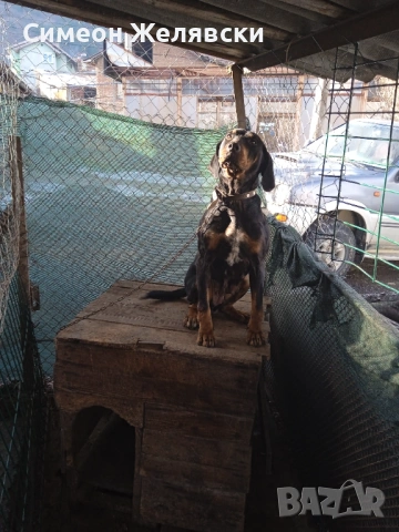 Лудогорско гонче , снимка 3 - Гонче - 53400475