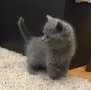 Британска късокосместа, снимка 2