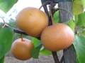 Азиатска круша Наши (Pyrus pyrifolia), снимка 2