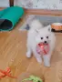 Немски шпиц на 2 месеца, снимка 4