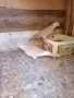 Декоративни гугутки Скумруци , снимка 2