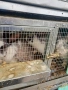 продавам  домашни зайци за клане, снимка 2