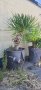 Юка #6 ,студоустойчива двойна над 10годишна  висока120см, снимка 1 - Градински цветя и растения - 40609679