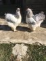 Брама, снимка 1 - Кокошки и пуйки - 44444442