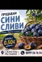 Синя слива сорт стенлей, снимка 2