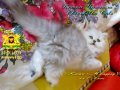 Котки Чинчила * Chinchilla Cats, безплатно посещение!, снимка 13