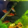 продавам мъжки риби, снимка 4