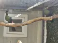 Разнообразие на плодоядни гълъби и турако, снимка 5